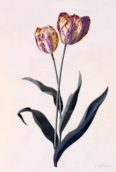 Tulipano, c.1744